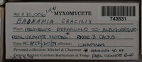Badhamia gracilis image